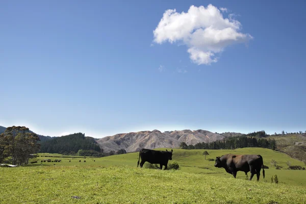 Býk a kráva na pastvině — Stock fotografie