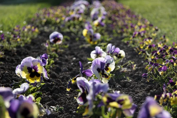 Flower bed with pansies — Stock Photo, Image