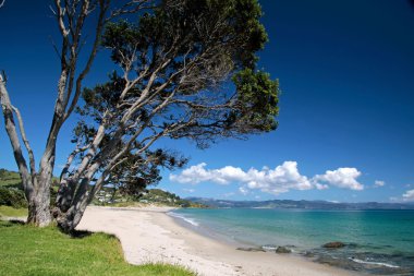 Coast line at Kuaotunu Bay clipart