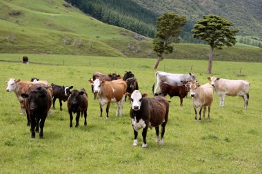 Cows on pasture clipart