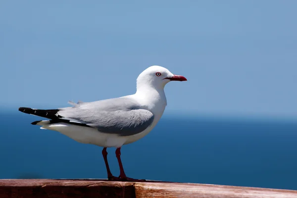 Red-billed Gull — Stock Photo, Image