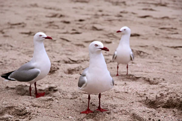 Red-billed Gulls — Stock Photo, Image
