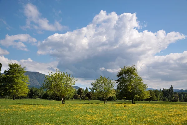Zielony krajobraz z drzewami i chmurami — Zdjęcie stockowe