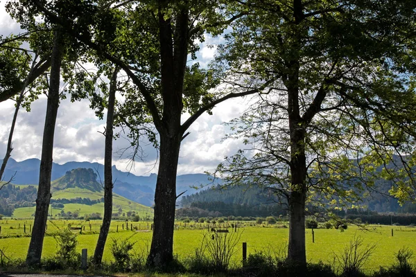 녹색 풍경 — 스톡 사진