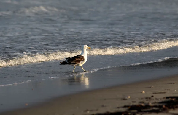 Kelp Gull sur la plage — Photo