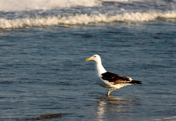 Kelp Чайка на пляже — стоковое фото