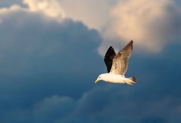 Kelp Gull in flight — Stock Photo, Image