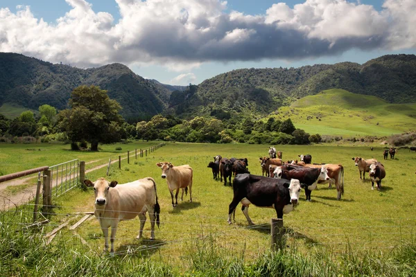 Vacas em pastagens — Fotografia de Stock