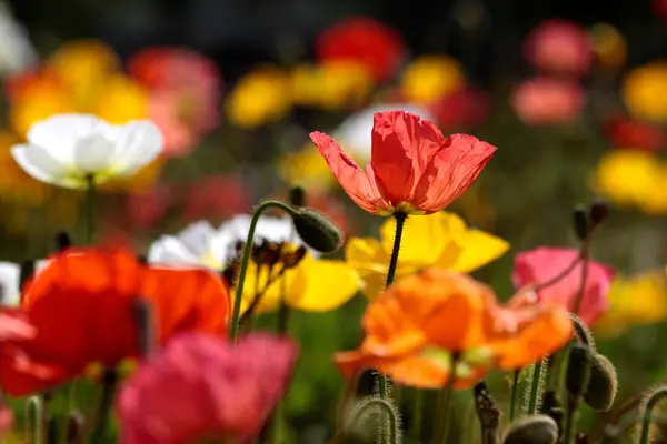 Colorful poppies — Stock Photo, Image