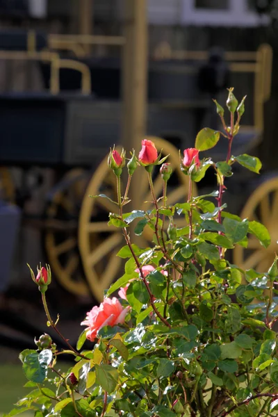 Rosas e vagão velho coberto — Fotografia de Stock