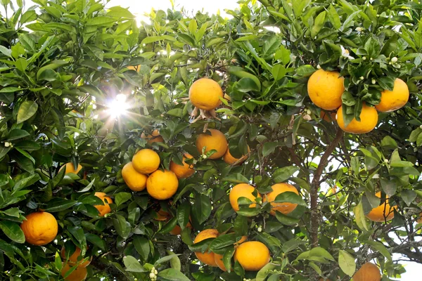 stock image Orange Tree