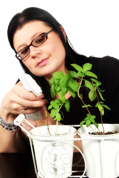 Mulher regando plantas de manjericão — Fotografia de Stock