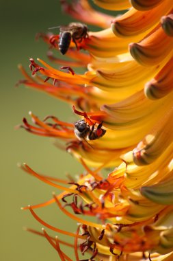 arı polen toplama bir aloe çiçeği