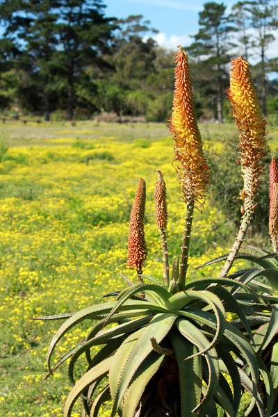 Aloe Pflanzen in voller Blüte — Stockfoto