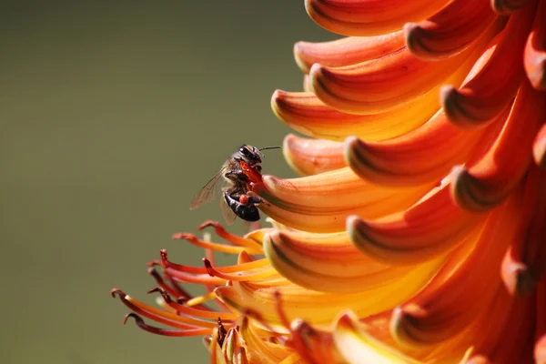 Μέλισσα, τη συλλογή της γύρης — Φωτογραφία Αρχείου