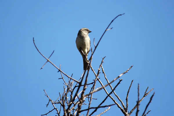 Sparrow op een boom — Stockfoto