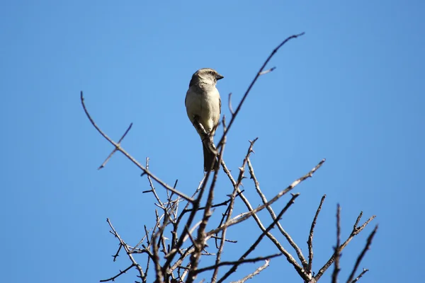 Bruant sur un arbre — Photo