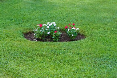 Kırmızı ve beyaz çiçekleri ile flowerbed