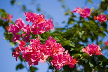 bougainvillea çiçek