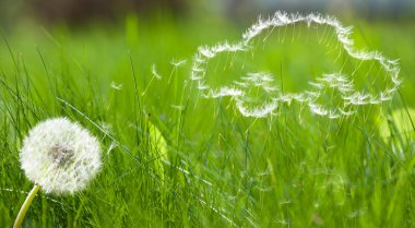 Flying dandelion's seed form of a car clipart