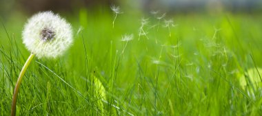 Beautiful white dandelion on a lawn clipart