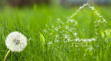 uçan dandelions form evi tohum