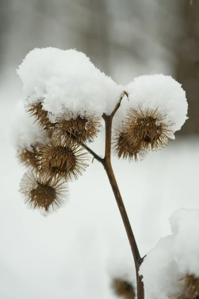 Burdock under snow — Stock Photo, Image