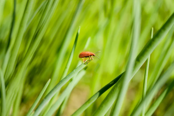 Röda bugg i gräs — Stockfoto