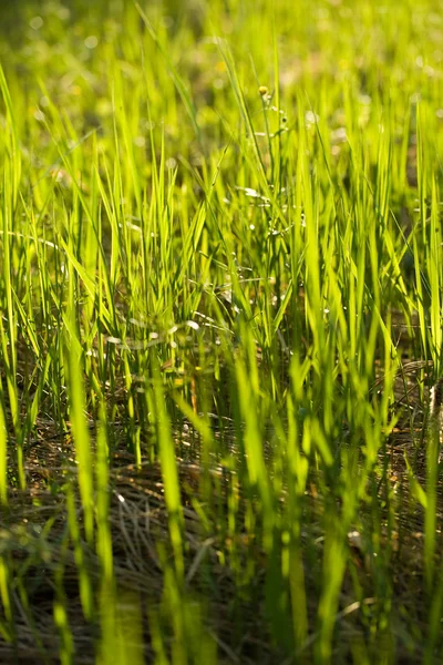 Ярко-зелёная трава — стоковое фото