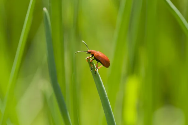 Red bug op gras — Stockfoto