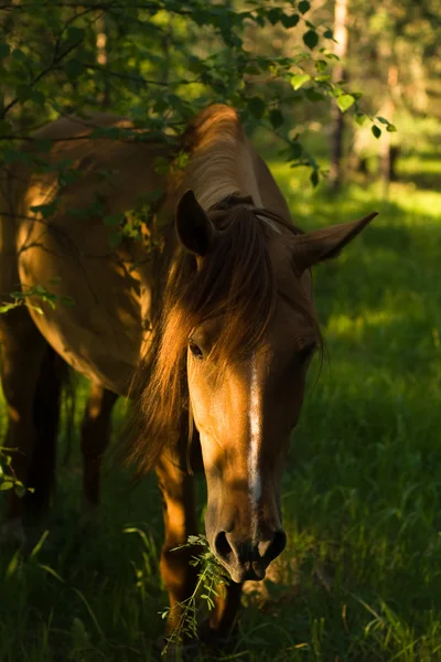 Ló az erdőben — Stock Fotó