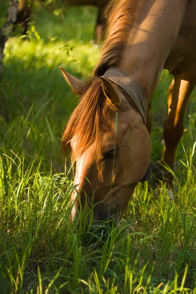 Brązowy koń jeść świeże trawy — Zdjęcie stockowe