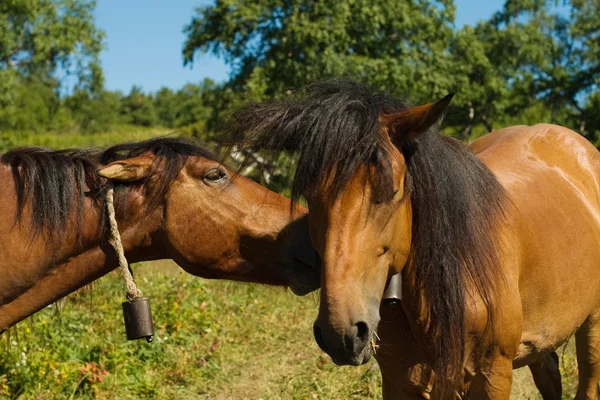 Two horse heads — Stock Photo, Image