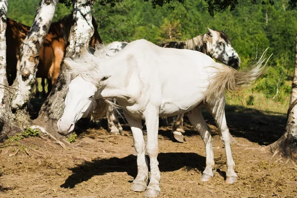 Drżenie, ogon i grzywa koń — Zdjęcie stockowe
