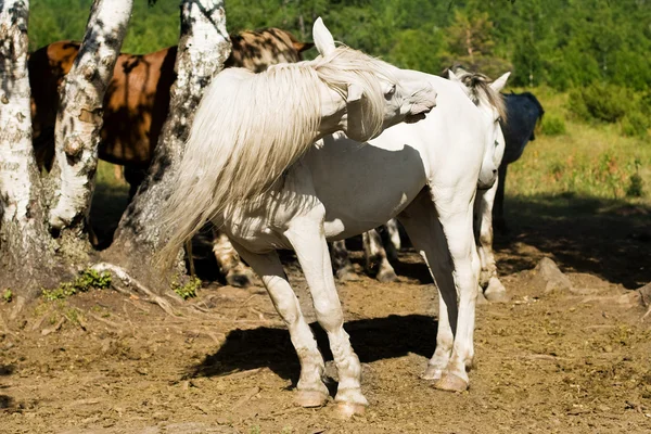 Biały koń skrętu głowy — Zdjęcie stockowe