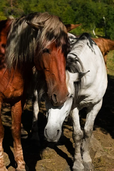 Biały i brązowy koń — Zdjęcie stockowe