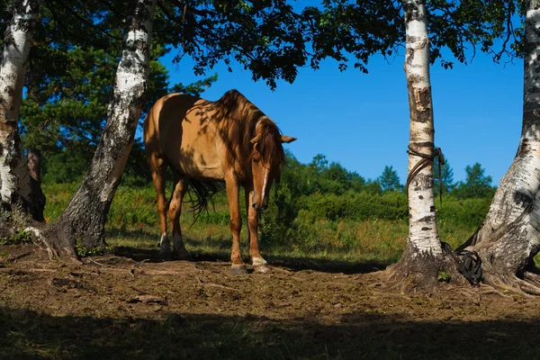 Paard en berken — Stockfoto