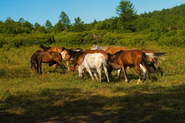 Pferdeherde beäugt — Stockfoto