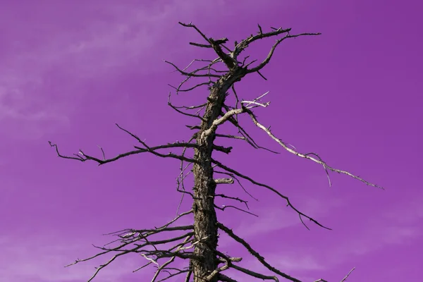 ต้นไม้ตาย — ภาพถ่ายสต็อก