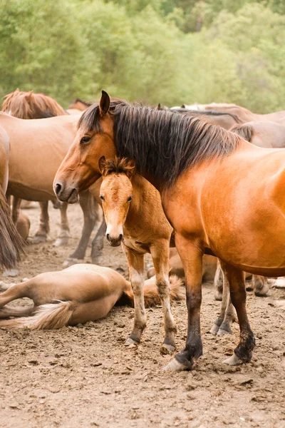 Mare and foal — Stock Photo, Image
