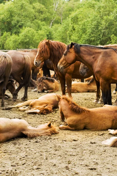 Studs in the herd — Stock Photo, Image