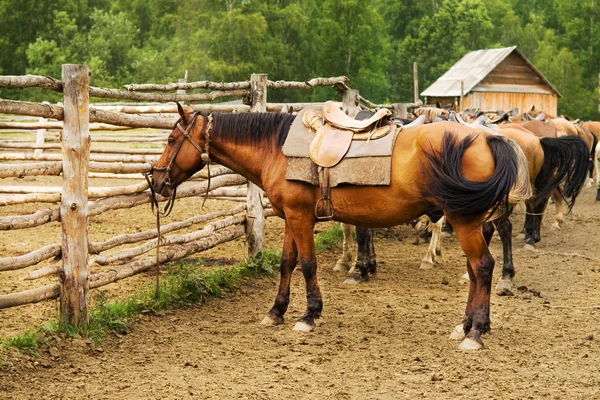 Hoře, přivázané koně — Stock fotografie