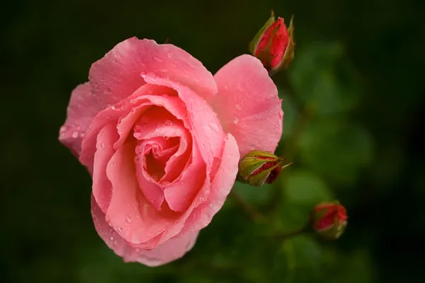 Roses avec gouttes d'eau — Photo