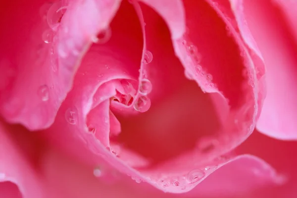 Petalo di rosa con gocce d'acqua — Foto Stock