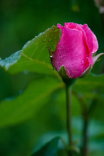 Roz Rose Bud — Fotografie, imagine de stoc