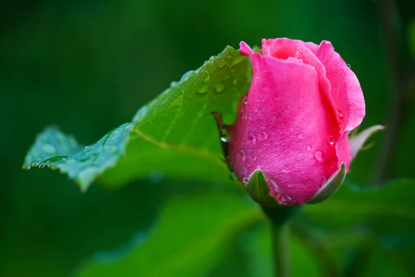 Une petite rose rose — Photo