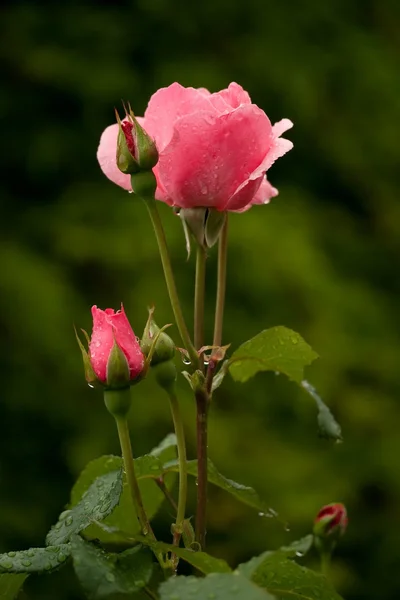 雨后的玫瑰 — 图库照片