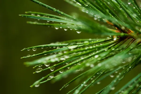 Pine naald met dauwdruppels — Stockfoto