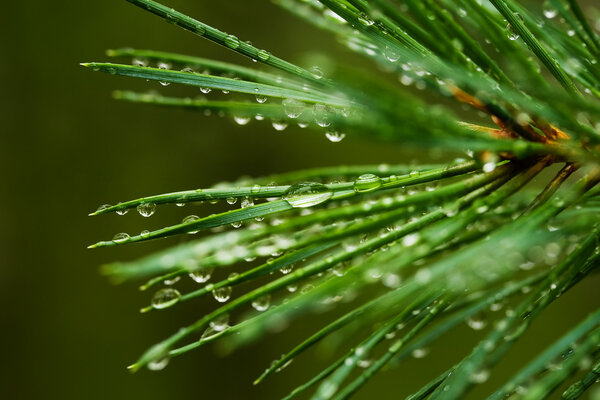 Pine needle with dewdrops