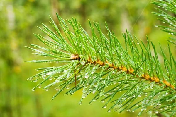Agulha de pinheiro com gotas de chuva — Fotografia de Stock